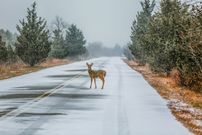 Deer standing on a snowy road