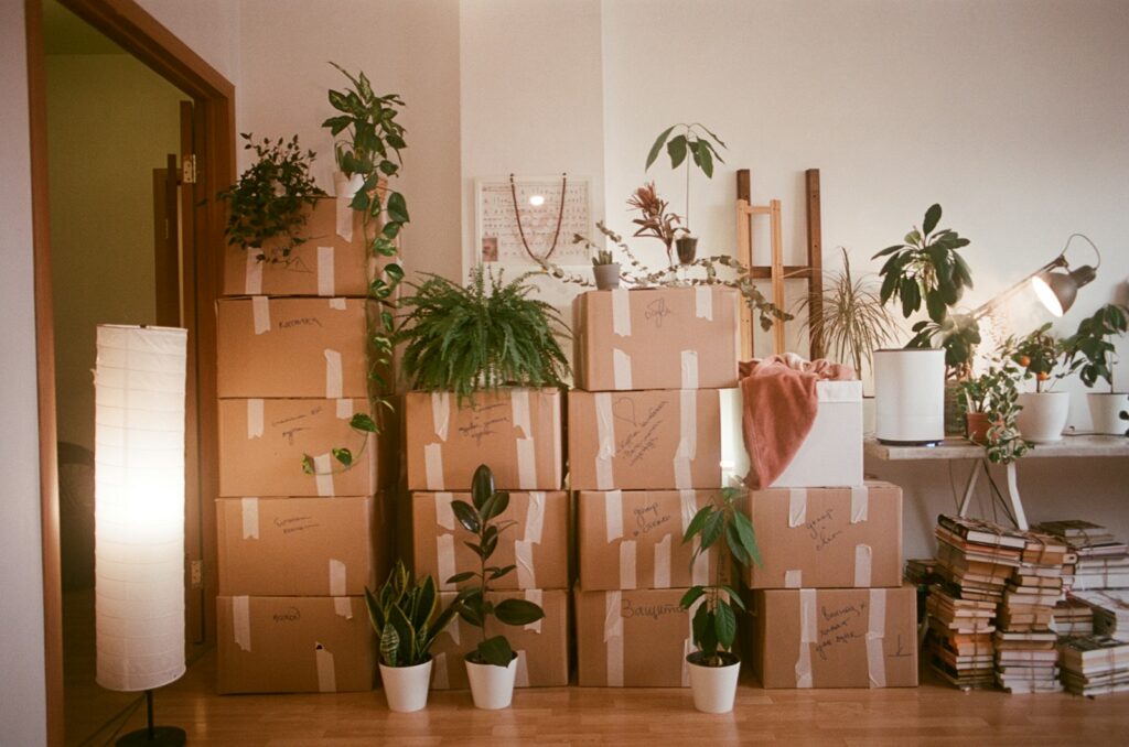 Cardboard moving boxes and houseplants grouped in a room.